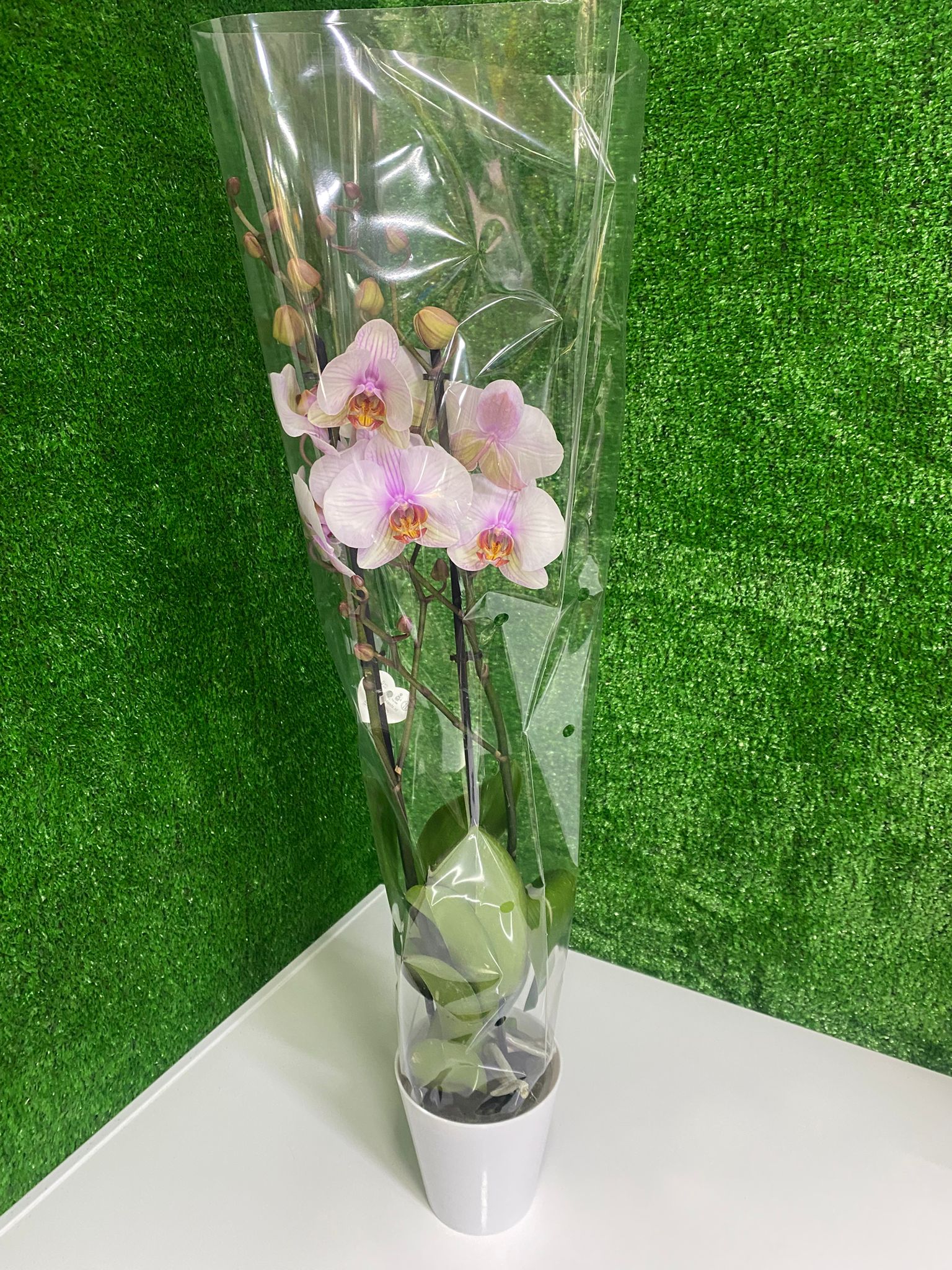 Pembe Beyaz Orkide Zarafeti (Çift Dal Phalaenopsis)